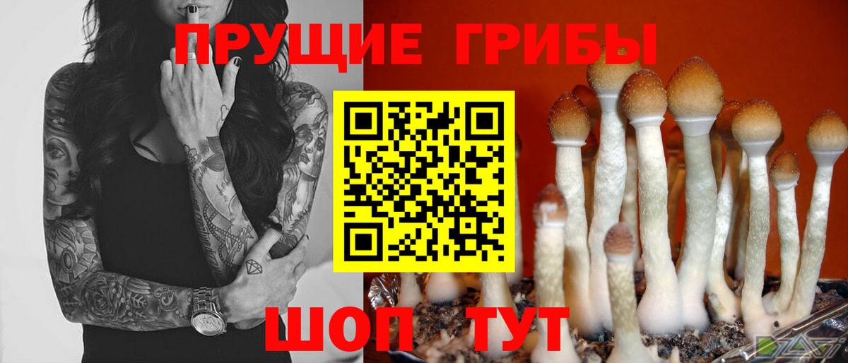 Люберцы  Галлюциногенные грибы Psilocybine cubensis  Вход с VPN 